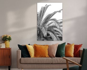 Palmier noir et blanc en Espagne, à San Sebastian - photographie botanique de nature et de voyage. sur Christa Stroo photography