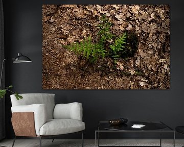 Green ferns and brown leaves mark the season of autumn. by Zuidfotograaf
