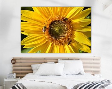 A sunflower in the garden in autumn by Claude Laprise