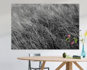 Les races des dunes en noir et blanc sur Evelien van Rijn