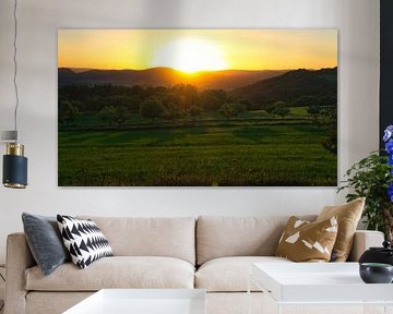 Boom in een weiland bij zonsondergang