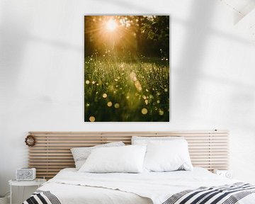 Lumière du matin en boules de rosée