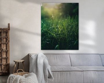 Jeu de lumière de la rosée