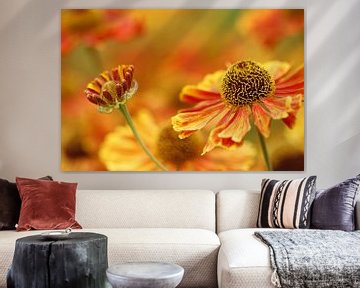 Veld vol bloeiend Zonnekruid - Helenium van Gerda de Voogd