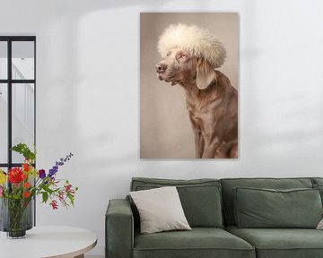 Weimaraner Langhaar met muts 1 van Natasja van Heesch