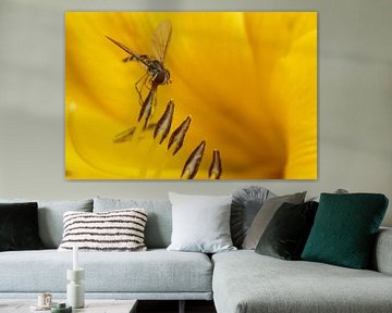 Hoverfly on stamen yellow lily by Gerda de Voogd