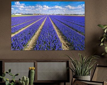 Champ de bulbes pourpre cramoisi avec un beau ciel nuageux sur PixelPower