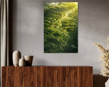 Lumière brûlante dans la verdure