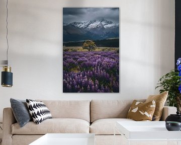 La lavande devant les montagnes