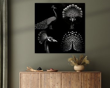 4 panel of a proud peacock in black and white by Margriet Hulsker