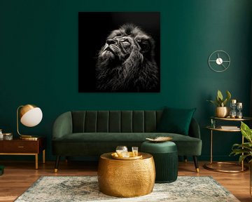 stunning dramatic portrait of a male lion looking upwards by Margriet Hulsker