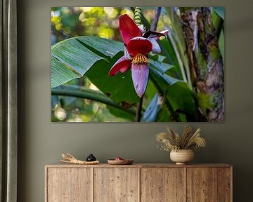 Blüte der Wildbanane (Musa balbisiana) von whmpictures .com