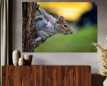 Portrait of a squirrel during a golden hour sunset by Jan Hermsen