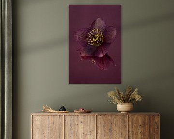Darkness, peace and simplicity: Still life with flowers: the Helleborus by Marjolijn van den Berg