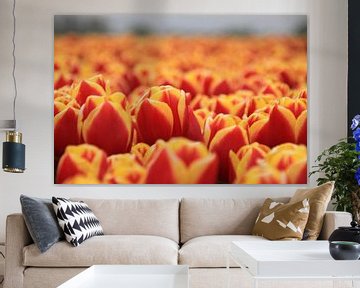 Holländische Tulpen von Marcel van Rijn