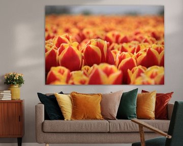 Dutch Tulips van Marcel van Rijn