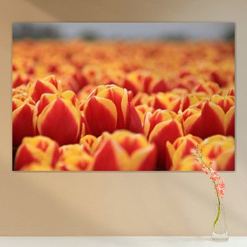 Dutch Tulips