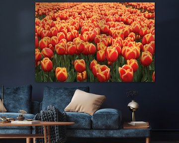 Sea of collors . Tulpen van Marcel van Rijn