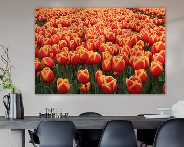 Sea of collors . Tulpen van Marcel van Rijn