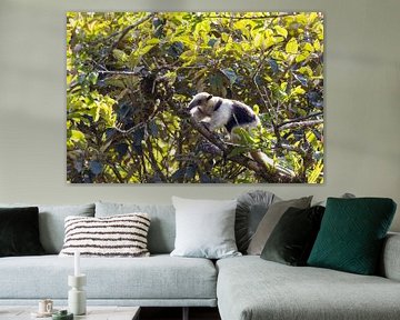 Fourmilier arboricole - Tamandua mexicana sur whmpictures .com