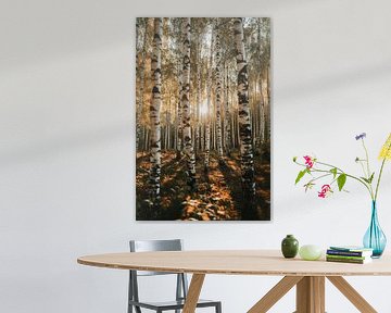 Ambiance matinale dans la forêt de bouleaux