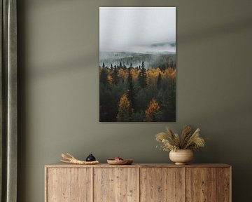 Brouillard sur la forêt d'automne