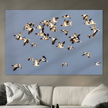 Shelducks by Anja Brouwer Fotografie