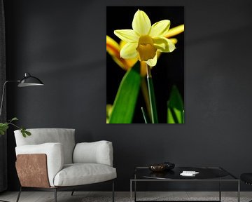 A flowering daffodil in the sun by Gerard de Zwaan