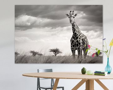 Giraffe in the animal world of the savannah, monochrome by Animaflora PicsStock