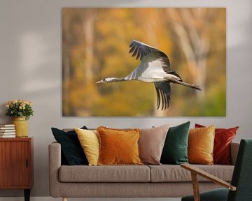 Volwassen kraanvogel vliegend over een veld met een bos op de achtergrond van Sjoerd van der Wal Fotografie