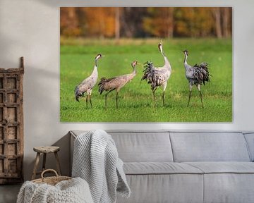 Crane birds dancing and trumpeting in a field during autumn migrati by Sjoerd van der Wal Photography