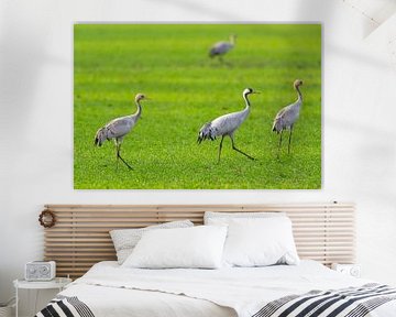 Crane birds resting and feeding in a field during autumn migrati