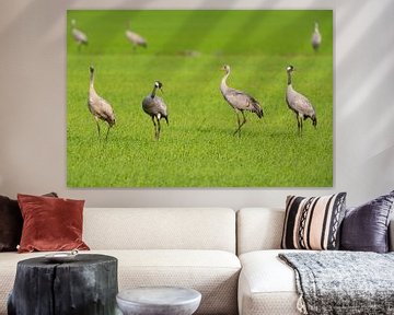 Crane birds family resting and feeding in a field during autumn  by Sjoerd van der Wal Photography
