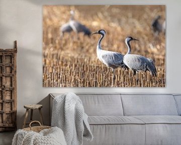 Crane birds resting and feeding in a field during autumn migrati