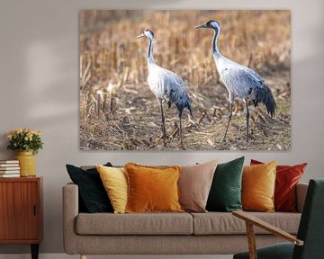 Crane birds resting and feeding in a field during autumn migrati by Sjoerd van der Wal Photography