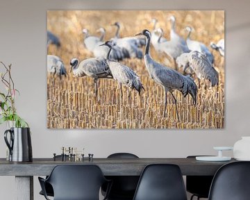 Crane birds resting and feeding in a field during autumn migrati by Sjoerd van der Wal Photography