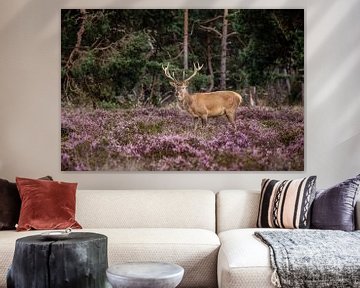 Edelhert op de hoge veluwe van Henrico Scheffel