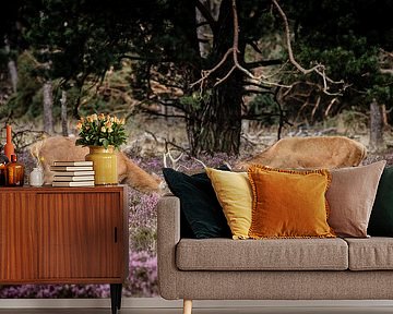 Red deer on the Hoge Veluwe by Henrico Scheffel