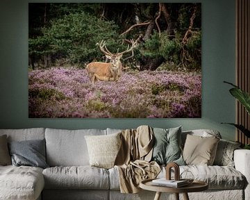 Edelhert op de hoge veluwe van Henrico Scheffel