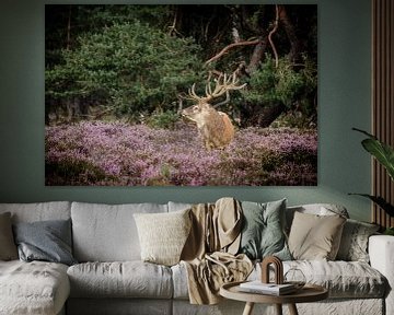 Edelhert op de hoge veluwe von Henrico Scheffel