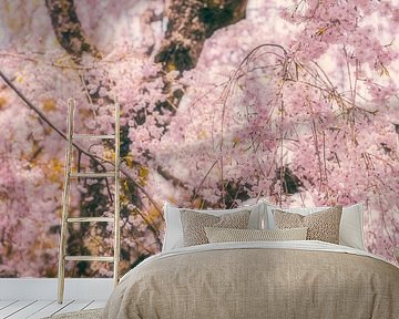 Cherry blossom in Kyoto by Pascal Deckarm