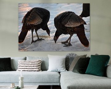 Wild turkeys in winter by Claude Laprise