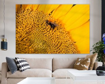 Sonnenblume mit Biene von Studio Mirabelle