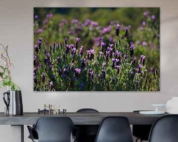 Wild crested lavender by Tanja Voigt