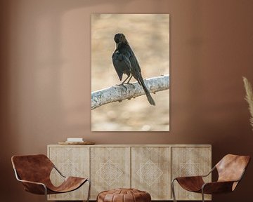 Thoughts in the Golden Hour - Elegant Crow Reflection by Femke Ketelaar