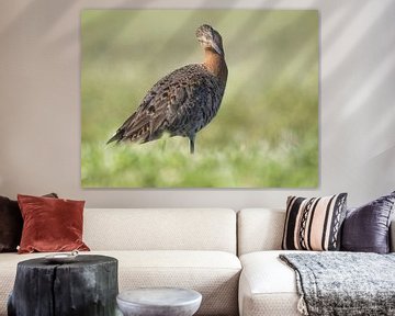 Nieuwsgierige grutto