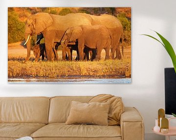 Elefanten im Abendlicht - Afrika wildlife