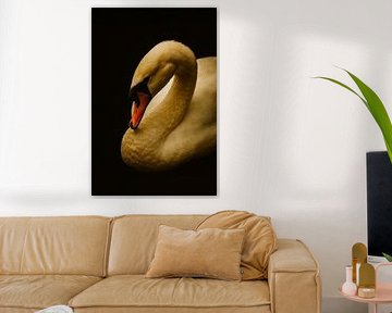 Swan by Bert Quaedvlieg