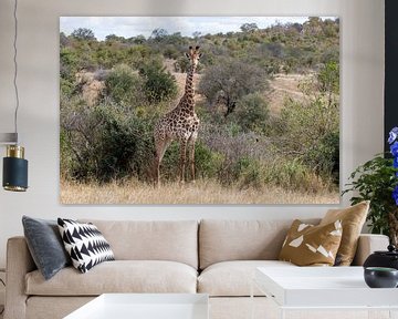 Südafrika | Kruger Park | Giraffe von Claudia van Kuijk