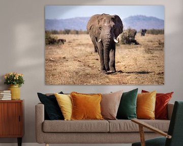 Olifant | Kruger Park | Zuid Afrika van Claudia van Kuijk
